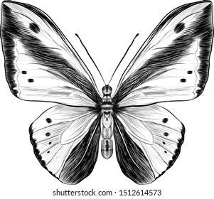 morpho butterfly black and white coloring