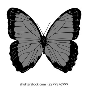 The morpho butterfly engraving print 