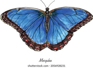 Morpho butterfly with it's latin name. Live trace of marker sketch set.