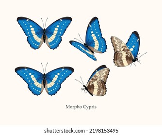 Morpho butterfly vector art in different views