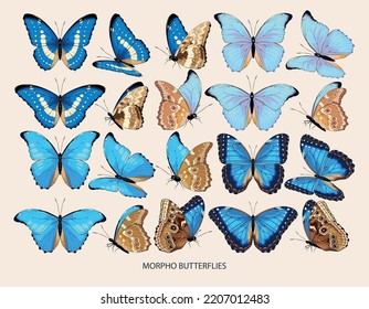 Morpho butterfly vector art in different views