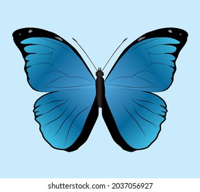 
Morpho menelaus butterfly or Menelaus blue morpho on a lightblue background. Dorsal view.