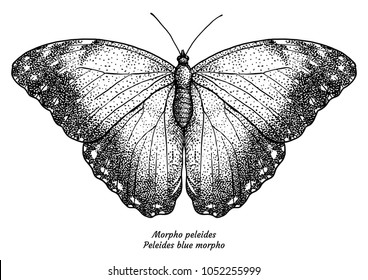 Morpho peleides, Peleides blue morpho, illustration, drawing, engraving, ink, line art, vector