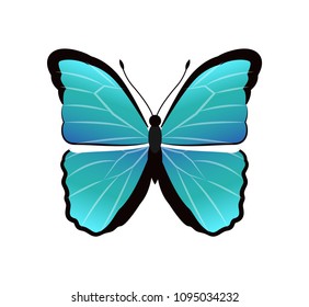 Morpho peleides butterfly back and front wings of blue color, beautiful insect with antenna vector illustration, isolated on white background