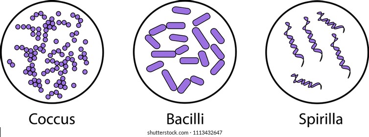 756 Bacterial Morphology Images, Stock Photos & Vectors | Shutterstock