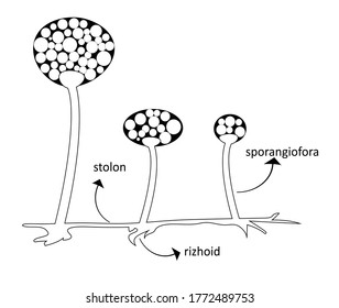 Morphological structure of zygomycetes-class fungi