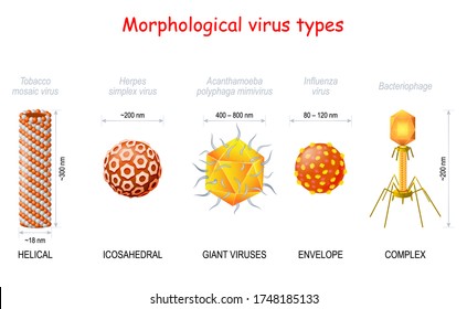 tipos morfológicos y tamaño de los virus. Helical (Virus del Mosaico del Tabaco), Icosahedral (Herpes Simplex), Virus Giant (Acanthamoeba Polyphaga mimivirus), Sobre (Influenza), Complejo (Bacteriófago)