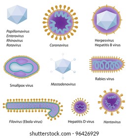 Morphology of common viruses that infect human