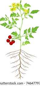 Morphology of flowering tomato plant