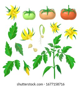 Tomato Anatomy Images, Stock Photos & Vectors | Shutterstock