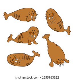 Morses in different poses. Cartoon cute characters walruses avatars vector set.
