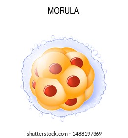 morula es un embrión formado por 16 células en una bola sólida contenida en la zona pellucida. etapas de segmentación de un óvulo fertilizado. Desarrollo embrionario humano. Ilustración del vector