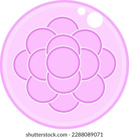 Morula Embryo Development Reproductive System IVF Vector Illustration