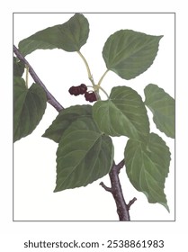 Morus alba, hand-painted floral and botanical painting, hand-painted herbal painting, natural herbs.