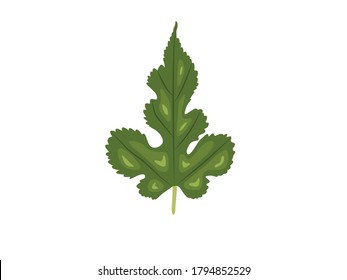 Morus Alba Leaf Botanical Vector Illustration