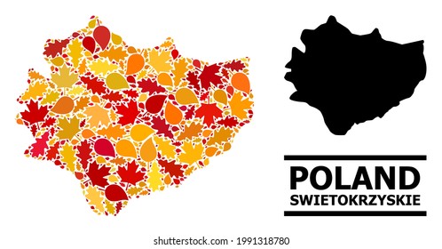 Mosaic autumn leaves and solid map of Swietokrzyskie Province. Vector map of Swietokrzyskie Province is made from random autumn maple and oak leaves. Abstract territory plan in bright gold, red,