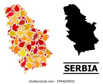 Mosaic autumn leaves and solid map of Serbia. Vector map of Serbia is shaped from random autumn maple and oak leaves. Abstract territory scheme in bright gold, red, brown colors for map of Serbia.