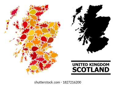 Mosaic autumn leaves and usual map of Scotland. Vector map of Scotland is done with randomized autumn maple and oak leaves. Abstract geographic scheme in bright gold, red,