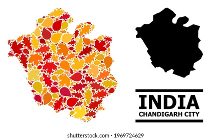 Mosaic autumn leaves and usual map of Chandigarh City. Vector map of Chandigarh City is formed with randomized autumn maple and oak leaves. Abstract geographic scheme in bright gold, red,