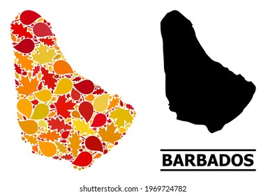 Mosaic autumn leaves and usual map of Barbados. Vector map of Barbados is created of random autumn maple and oak leaves. Abstract territory plan in bright gold, red, brown colors for map of Barbados.