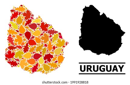 Mosaic autumn leaves and usual map of Uruguay. Vector map of Uruguay is shaped with randomized autumn maple and oak leaves. Abstract territorial plan in bright gold, red,