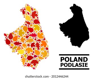 Mosaic autumn leaves and usual map of Podlasie Province. Vector map of Podlasie Province is made of random autumn maple and oak leaves. Abstract territory plan in bright gold, red,