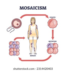 Mosaicism as medical genetic condition with cellular sets defect outline diagram. Labeled educational scheme with embryo development stages error and zygote incorrect mutation vector illustration.