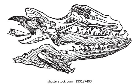 Mosasaur, showing skull fossil, vintage engraved illustration. Dictionary of Words and Things - Larive and Fleury - 1895