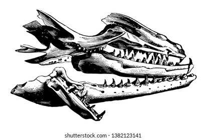 Mosasaurus Jaw is a great snake like reptile of the Cretaceous Period, vintage line drawing or engraving illustration.