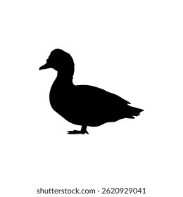 Moscovy Duck   silhouette vector flat illustration design.