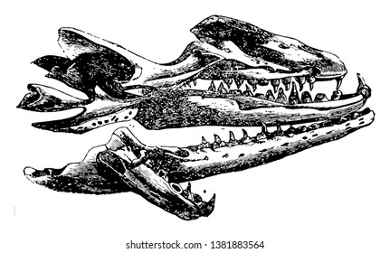 Mososaurus Skull which is a genus of mosasaurs, vintage line drawing or engraving illustration.