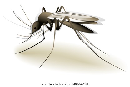 Mosquito