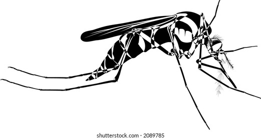 Mosquito