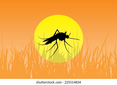 Mosquito