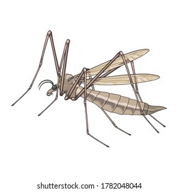 Mosquito Animal Bugs and Insect Design