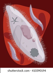 Then of a mosquito bite, the malarian plasmodium in form of sporozoites ingress in the bloodstream of the host.