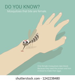 The mosquito bites the hand vector illustration. Female mosquito take blood. Mosquito infographic vector. 