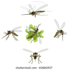 Mosquito cartoon character actions icon set, vector illustration, isolated, over white