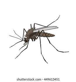 Mosquito. Colorful vector illustration, isolated on a white background