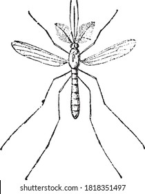 Mosquito, From the Dictionary of Word and Things, 1888.