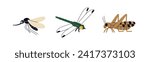 Mosquito, dragonfly, grasshopper. Summer insects set. Small fauna, little animal species. Gnat, bush cricket, dragon-fly. Flat vector illustrations isolated on white background