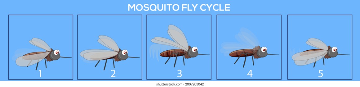 Mosquito frame by frame loopable vector file ready for 2D animation, the editable Illustration source file for motion graphics, infographics, animated video, explanatory, with a plain Blue Background