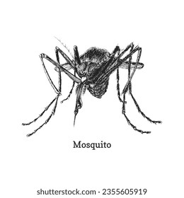 Mosquito, hand drawn illustration in vector, closeup ink sketch of gnat