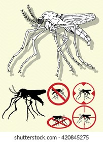 Mosquito. Insect. Black and white drawing. Line art. Doodle. 