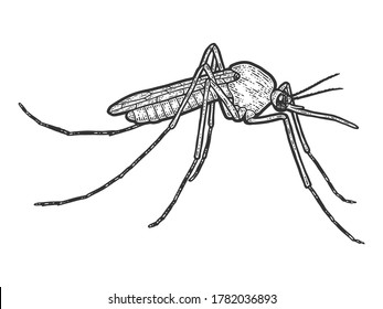 insecto de mosquito aislado. Esbozar la imitación de tablero de arañazos. Blanco y negro. Grabando ilustración vectorial.
