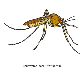 Mosquito insect isolated. Sketch scratch board imitation color.