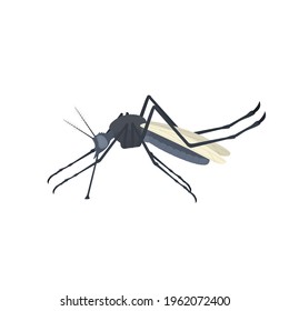 Mosquito. Insect mosquito, vector illustration