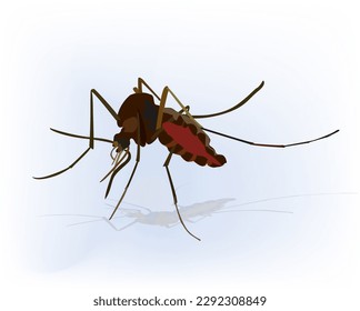 Mosquito insect vector illustrations, realistic mosquito design vector, Aedes Dengue , zika virus and malaria infected mosquitos isolated
