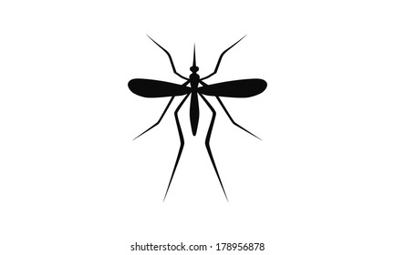 mosquito isolated on white background