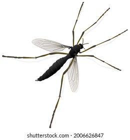 Mosquito isolated on a white background